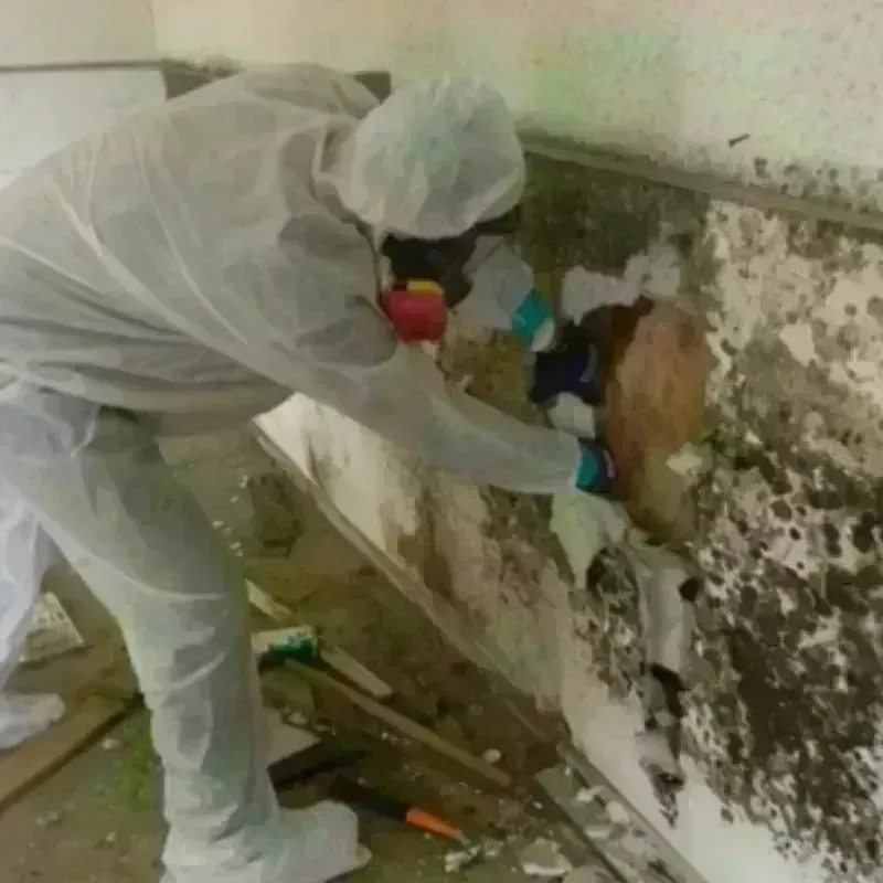 Mold Remediation and Removal in Orange County, VA